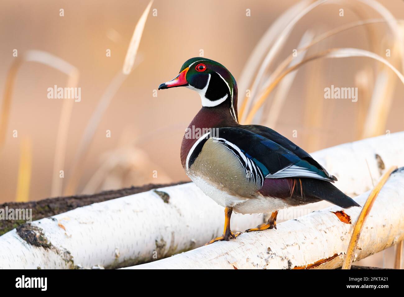 Spring Drake Ing A drake Woodduck on a spring day in Minnesota Stock Photo - Alamy
