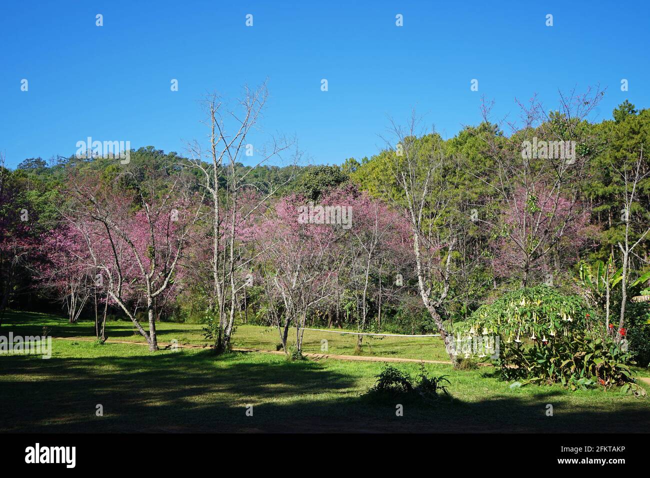 Blooming cherry blossom tree with blue sky Stock Photo - Alamy