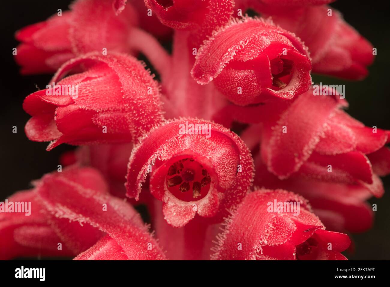 A close up macro of the parasitic snow plants (Sarcodes sanguinea) flowers growing in a raceme formation. Stock Photo