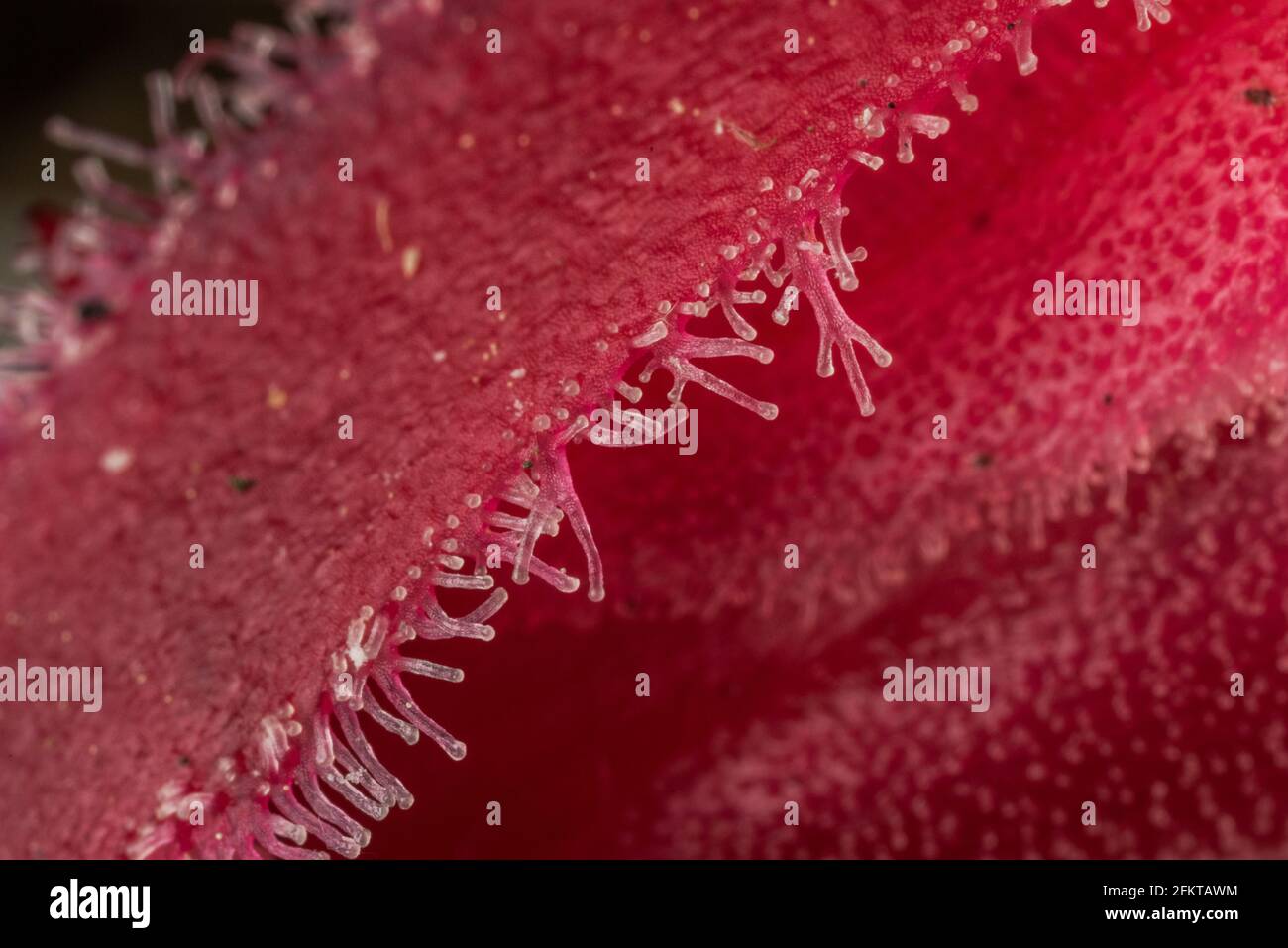 A close up of the sticky glandular pubescent hairs covering the snow plant (Sarcodes sanguinea) in California. Stock Photo