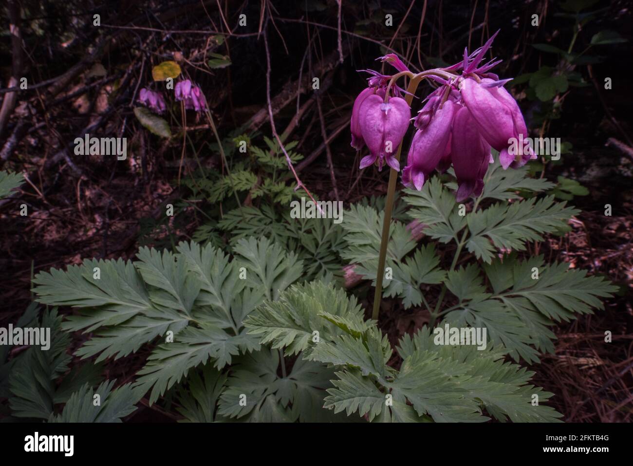 Pacific Bleeding Heart (Dicentra formosa) a wildlfower native to California and western North America. Stock Photo