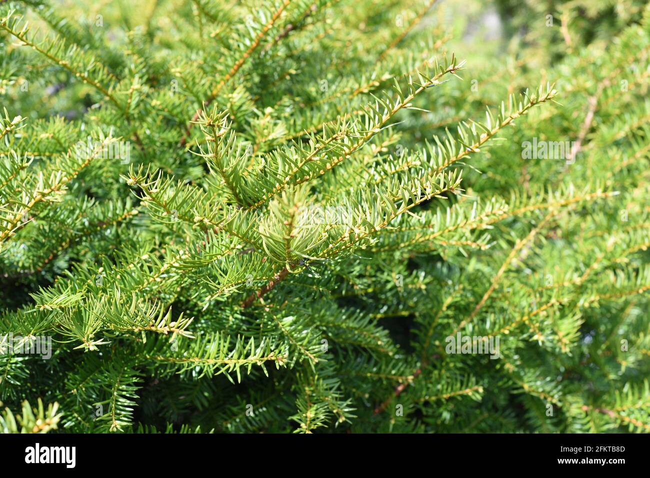 Taxus cuspidata, the Japanese yew or spreading yew, growing in Far East of Russia. Without berries Stock Photo