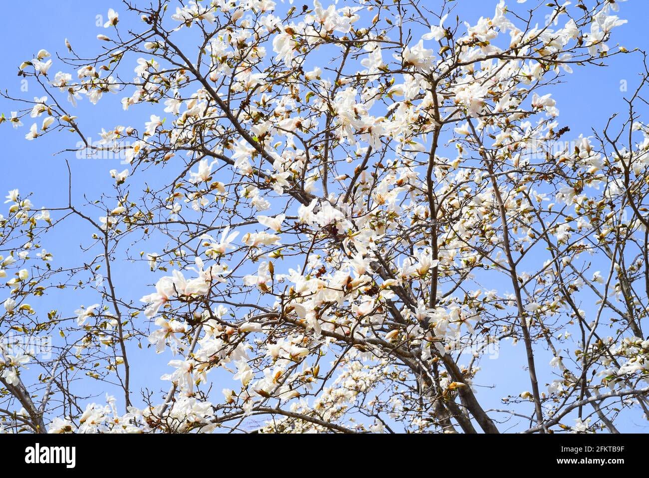 Magnolia kobus (mokryeon) blossoming in Far East of Russia in spring Stock Photo