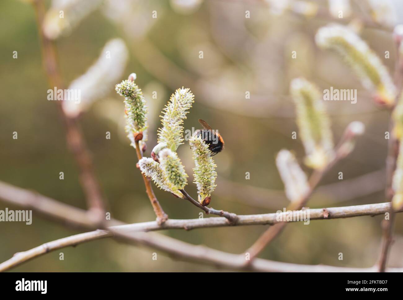 Tuffy Insect Puffy insect hi-res stock photography and images - Alamy