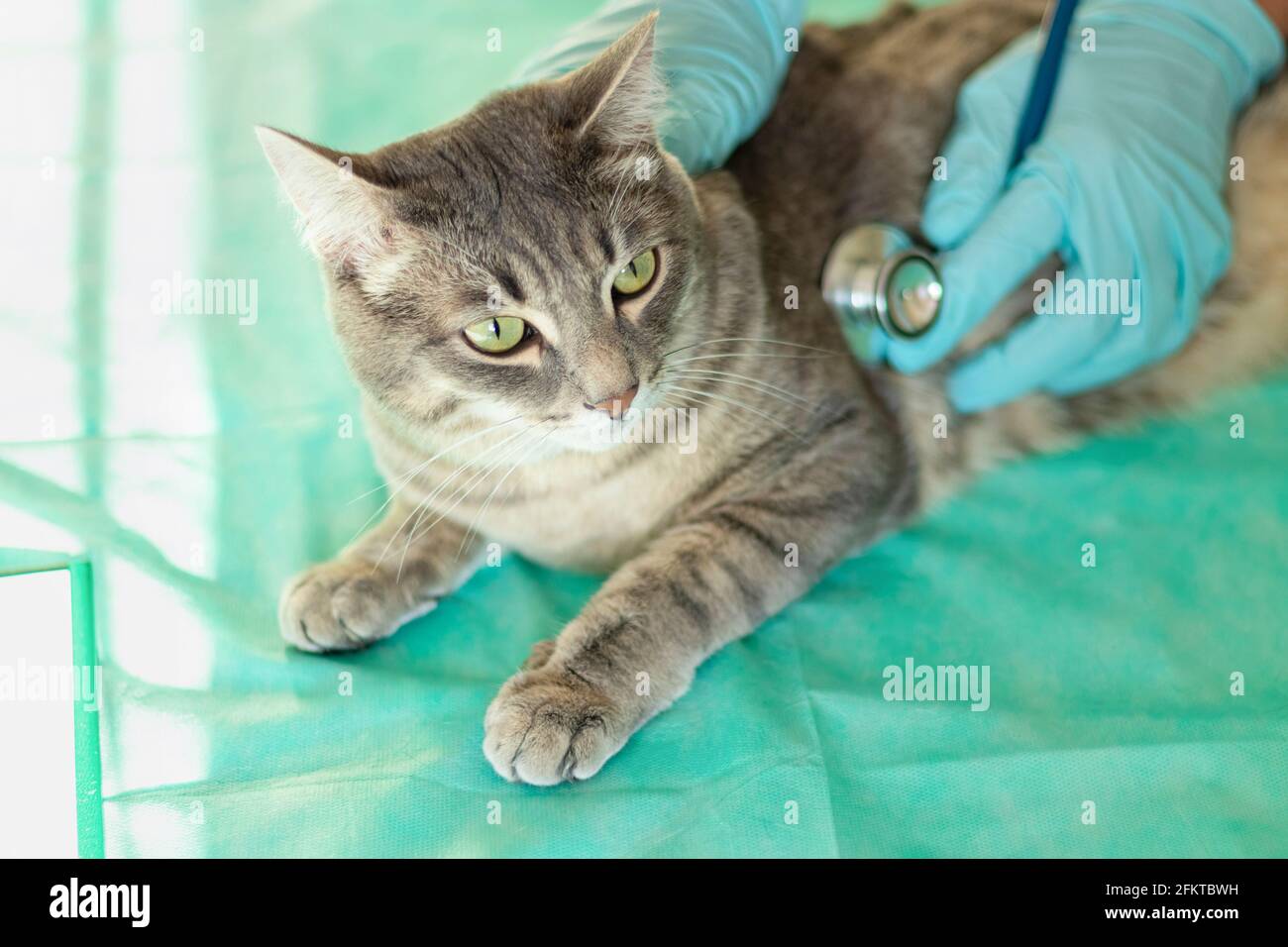 Gray cat on the examination table of the veterinary clinic ...