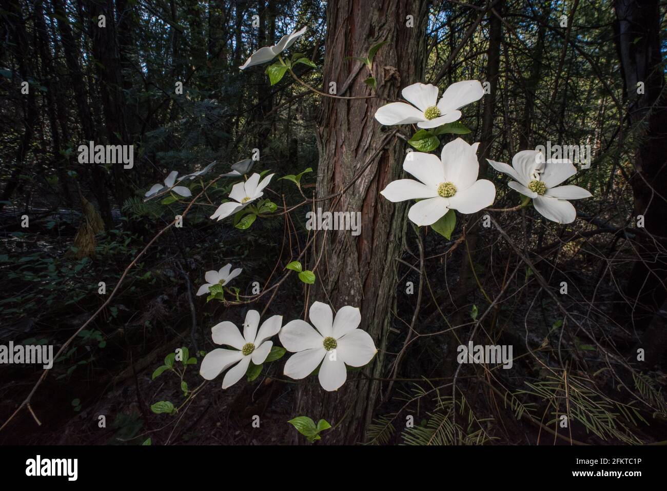 A flowering Pacific dogwood or mountain dogwood (Cornus nuttallii) in Sierra National forest in California, USA, North America. Stock Photo