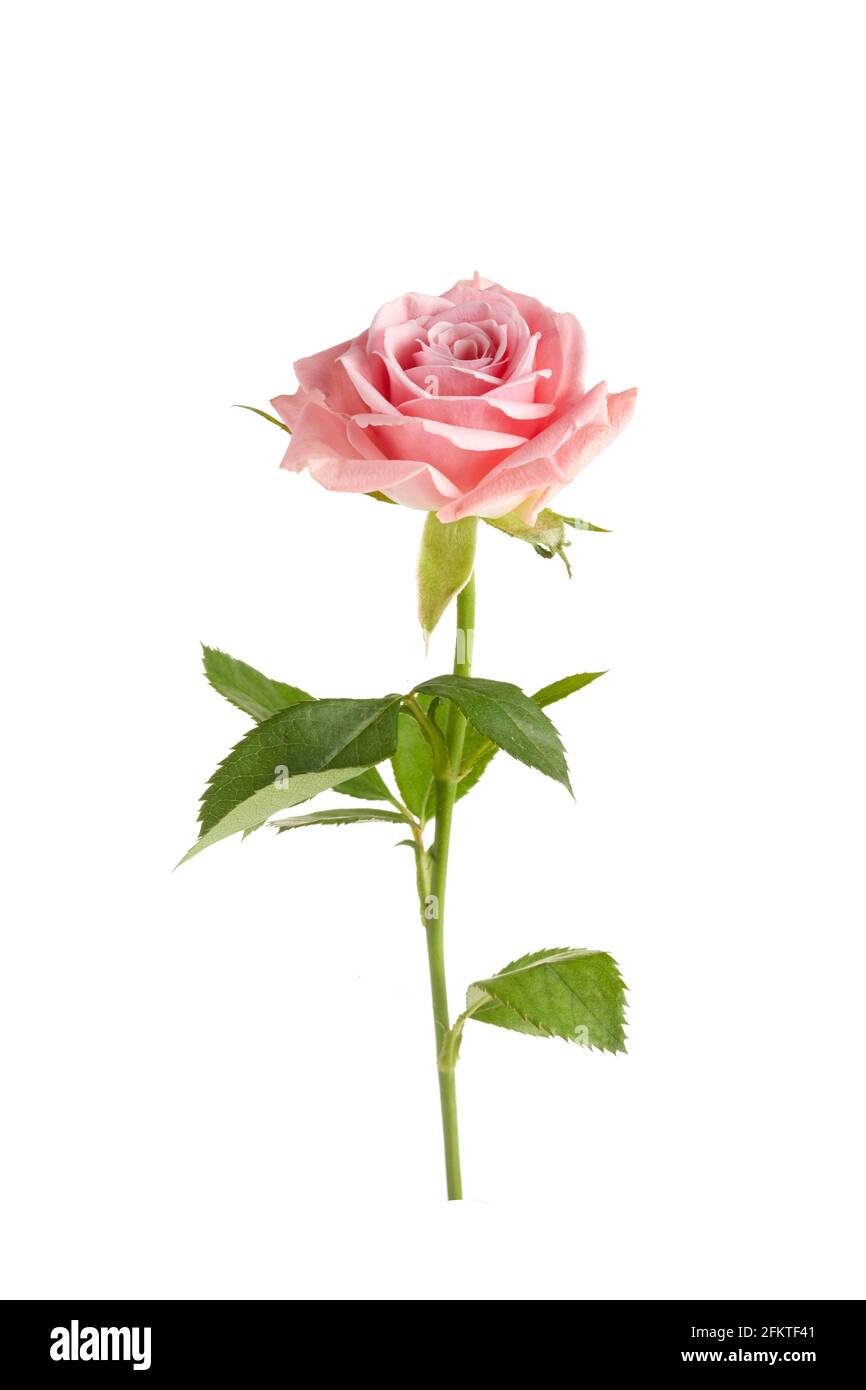 Beautiful single pink rose isolated on white background Stock Photo Alamy