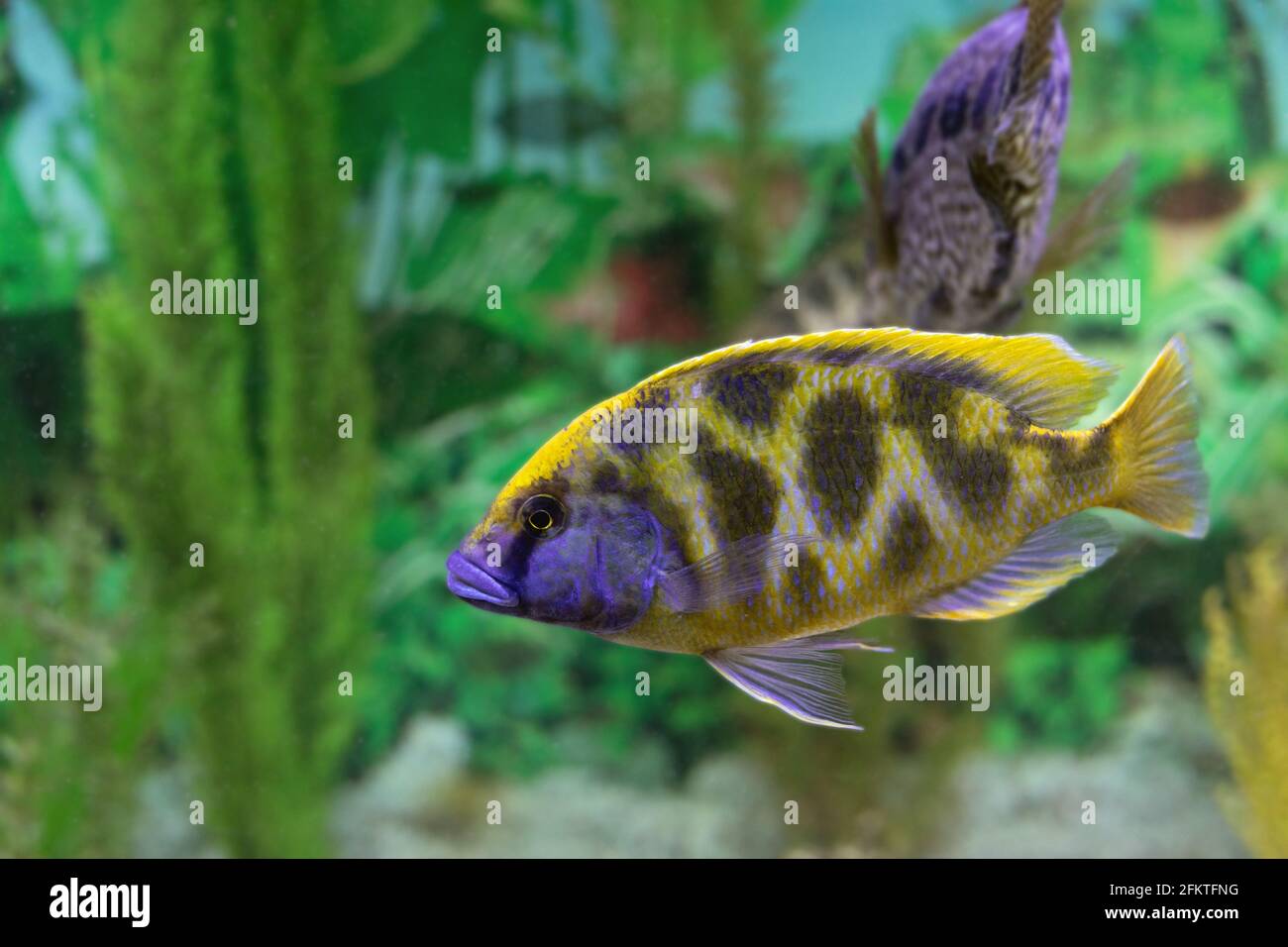 Close-up of bright amazing yellow purple African Cichlid fish in Lake Malawi on blurred natural background of bottom with algae. Photo fishing or aqua Stock Photo