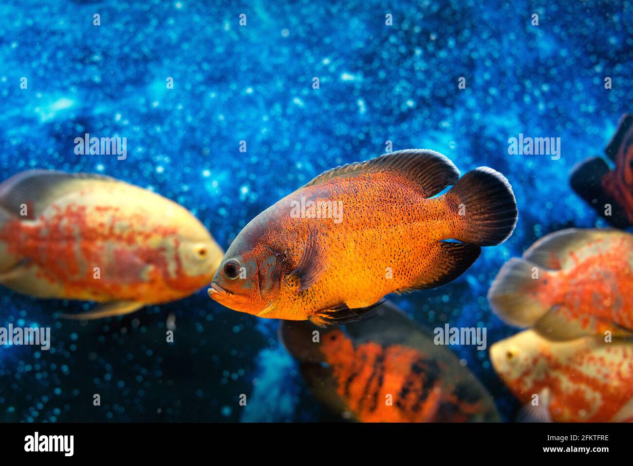 Several bright orange astronotus ocellatus peacock fish in rich blue with light dots of sea depth. Poster for pet store or postcard. Fish in space. In Stock Photo