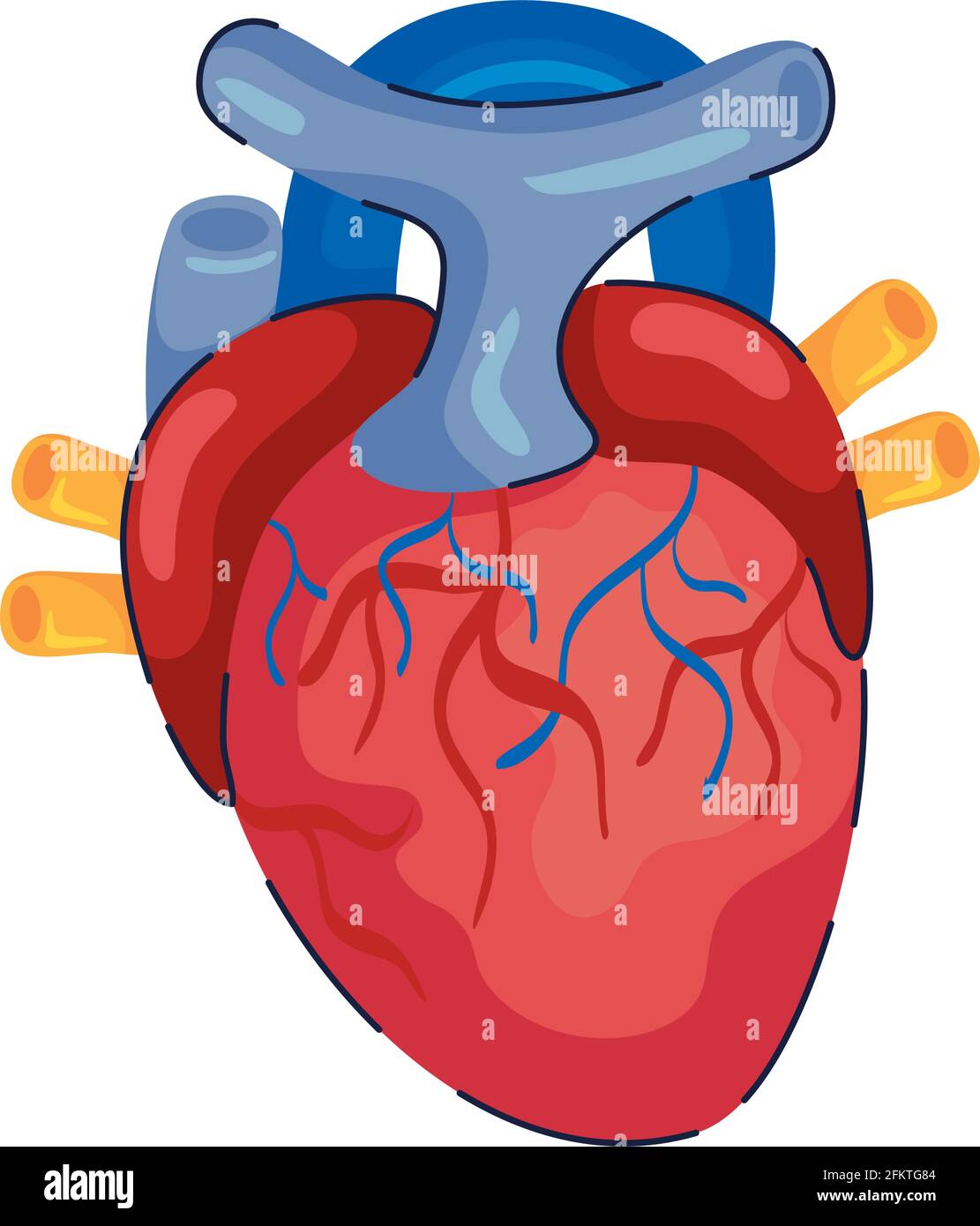 heart organ human Stock Vector Image & Art - Alamy