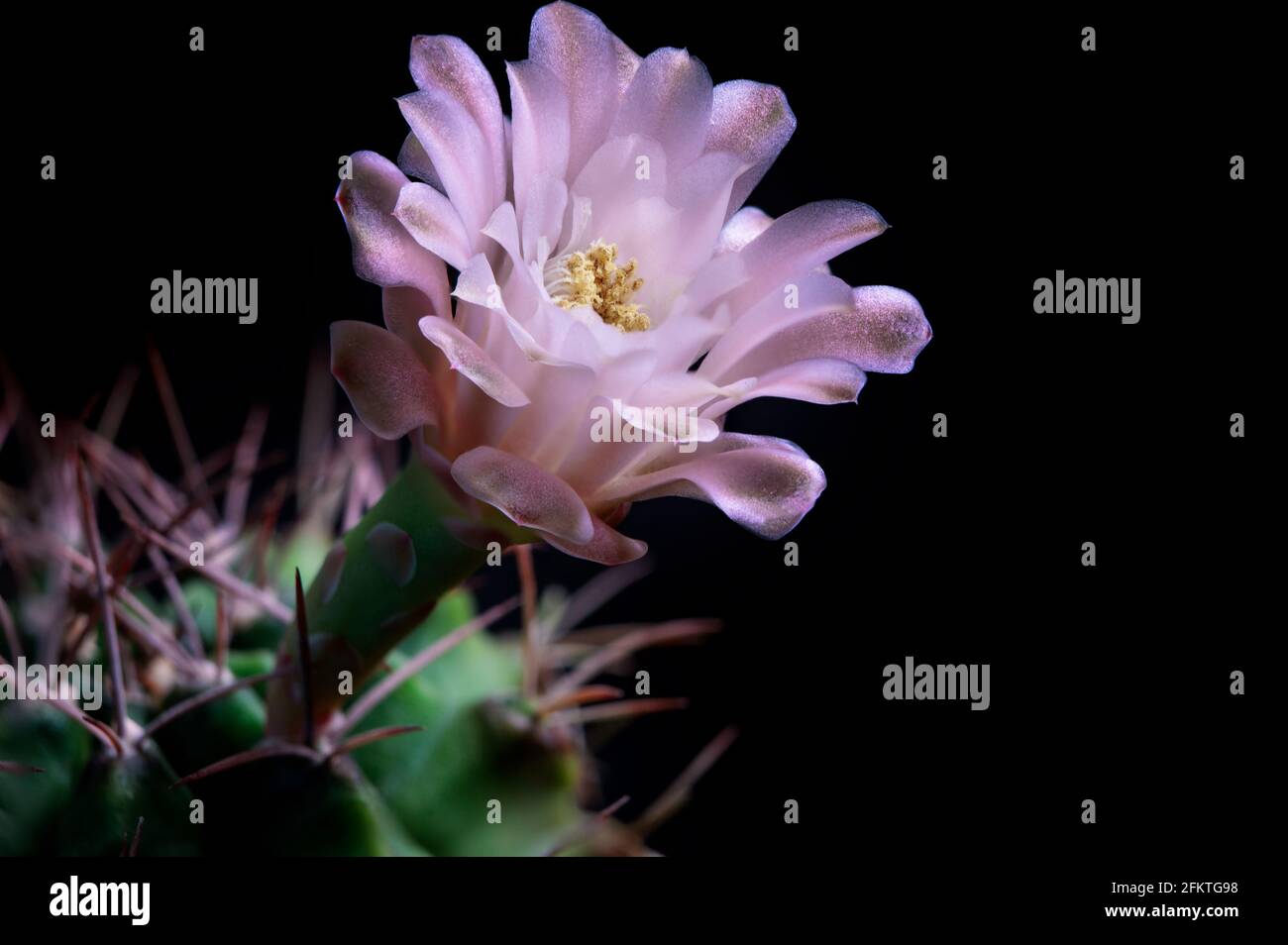 close up pink flower of gymnocalycium cactus against dark background Stock Photo