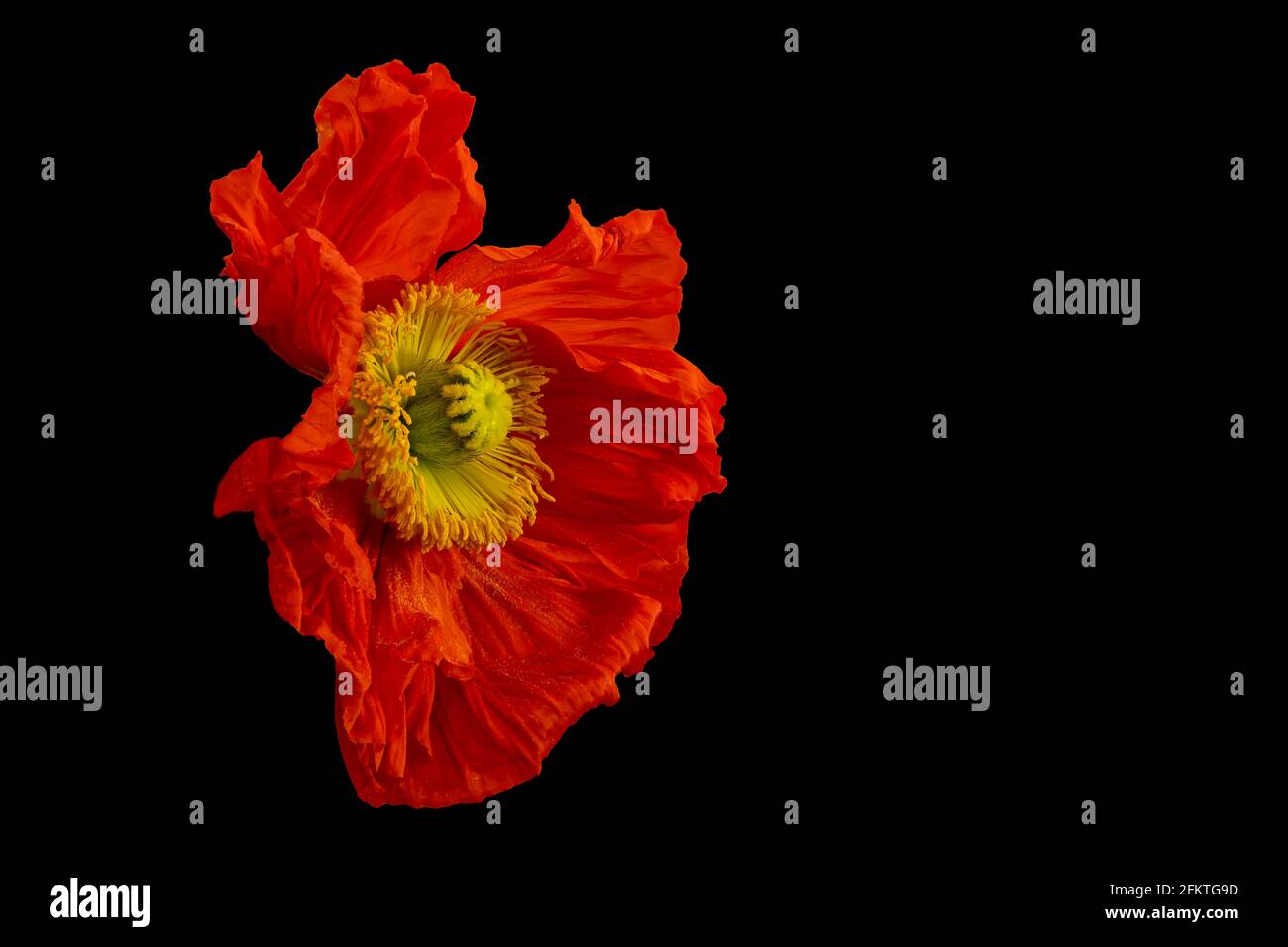 Floral fine art still life color macro of a single isolated red yellow silk poppy blossom isolated on black background with pollen in surrealistic Stock Photo
