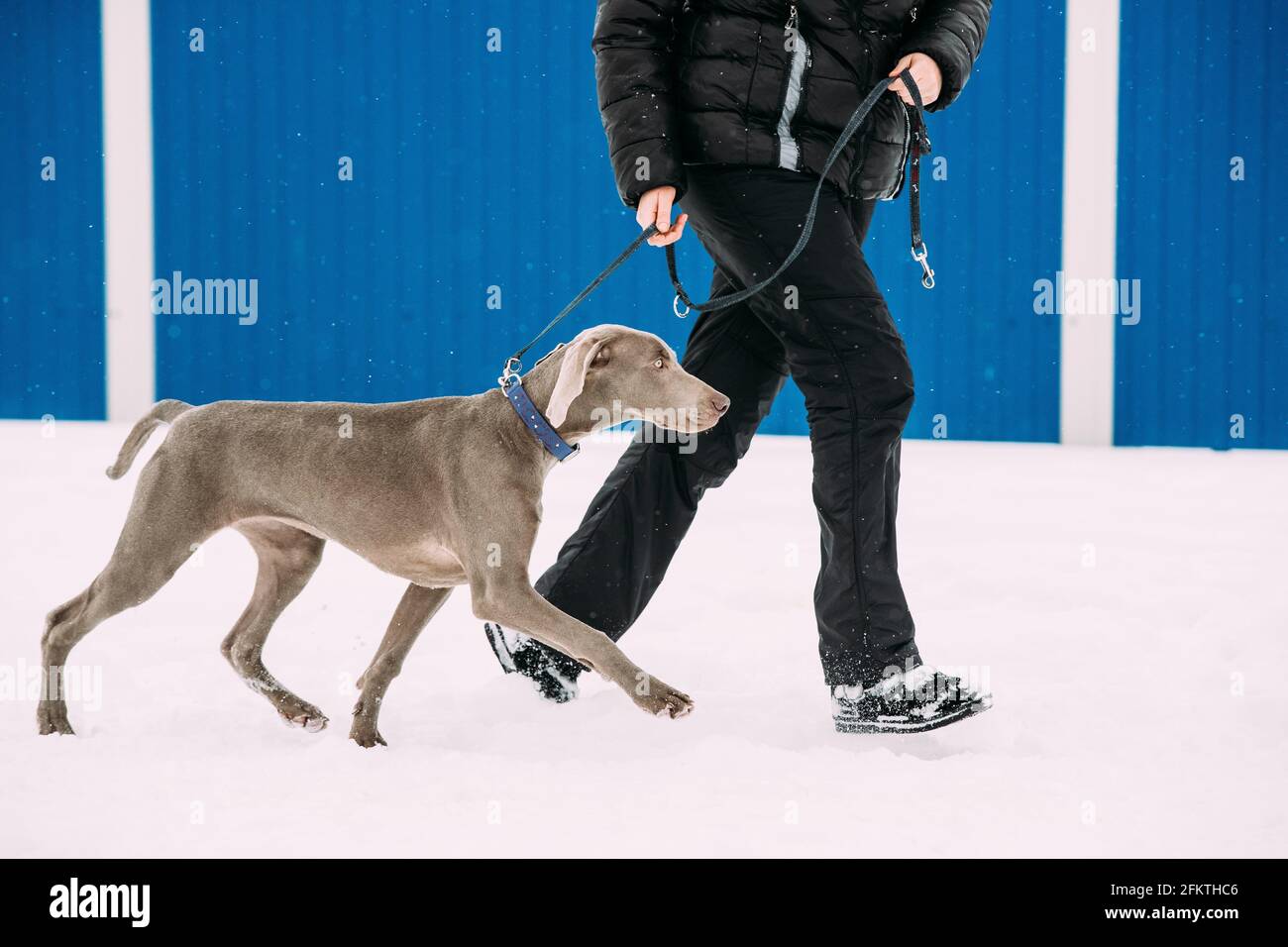 Weimaraner Dog Walking Near Human In Snow At Winter Day. Large Dog Breds For Hunting. The Weimaraner Is An All-purpose Gun Dog. Stock Photo