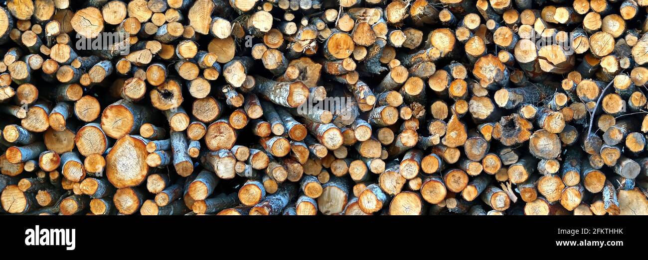 Logging industry. cut trees are stacked. logs before sawing into boards