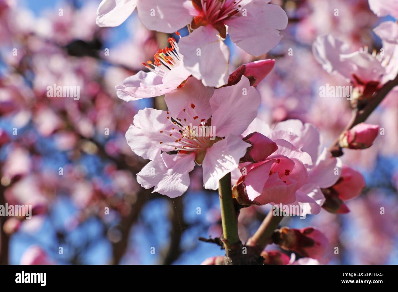 Almond blossoms, cherry blossoms (Prunus dulcis). Stock Photo