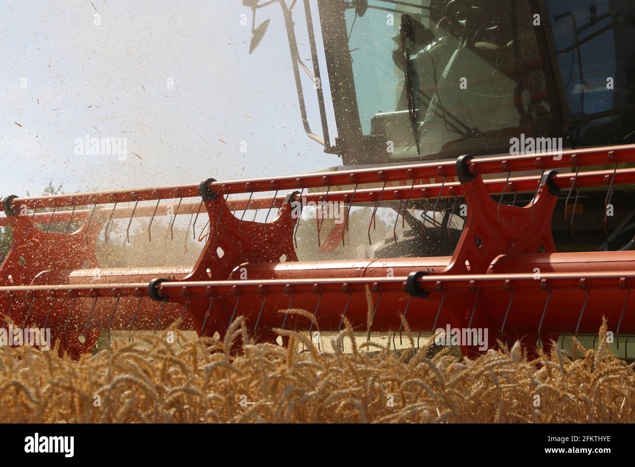 Agricultural cereal harvest with with combine harvester (Germany). Stock Photo