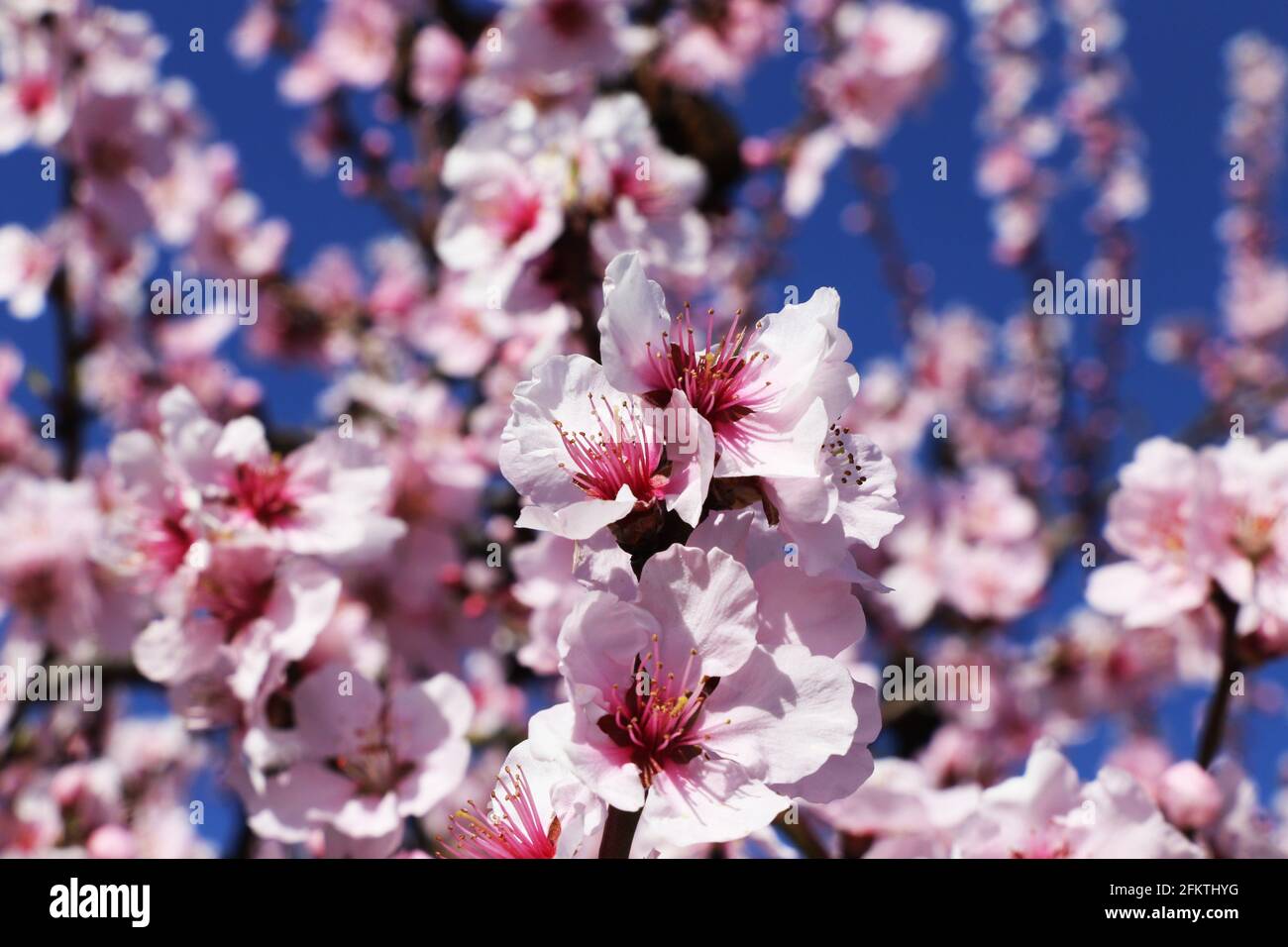 Almond blossoms, cherry blossoms (Prunus dulcis). Stock Photo