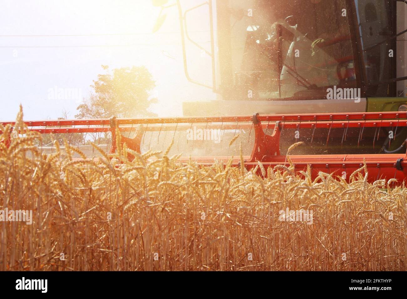 Agricultural cereal harvest with with combine harvester (Germany). Stock Photo