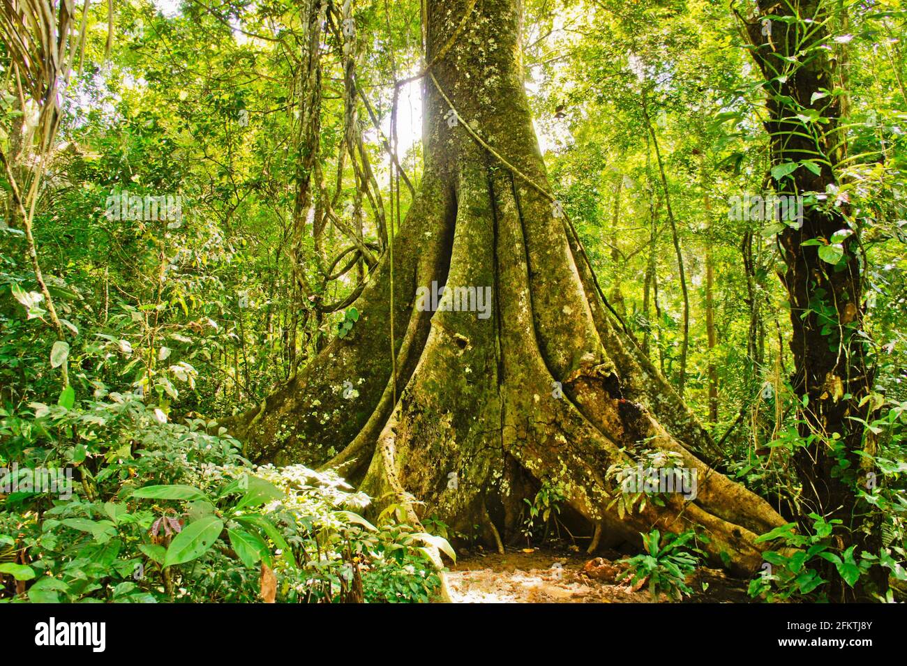 Amazon Basin Jungle, Tambopata National Reserve, Peru, South America