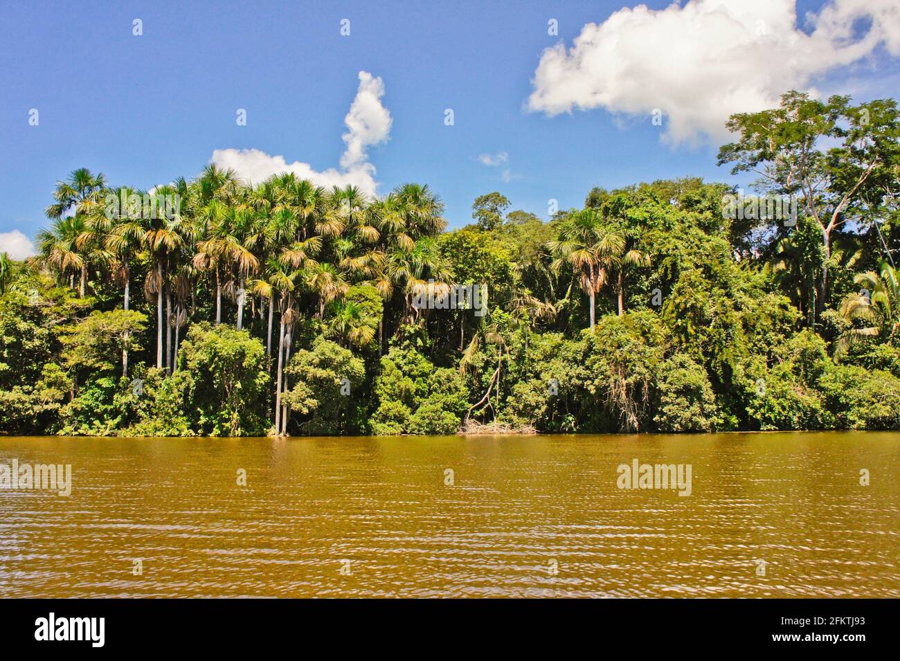 Amazon Basin, Sandoval Lake, Tambopata National Reserve, Peru, South America. Stock Photo