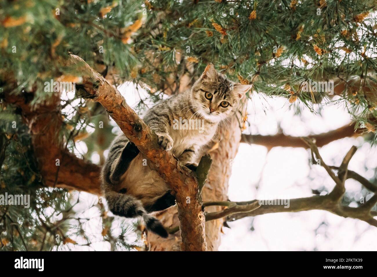 Cat Sitting On A Pine Tree Branch In Summer Park Stock Photo Alamy