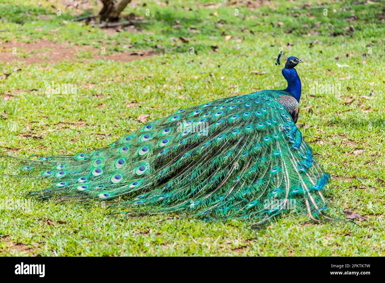 Indian male peacock hi-res stock photography and images - Alamy