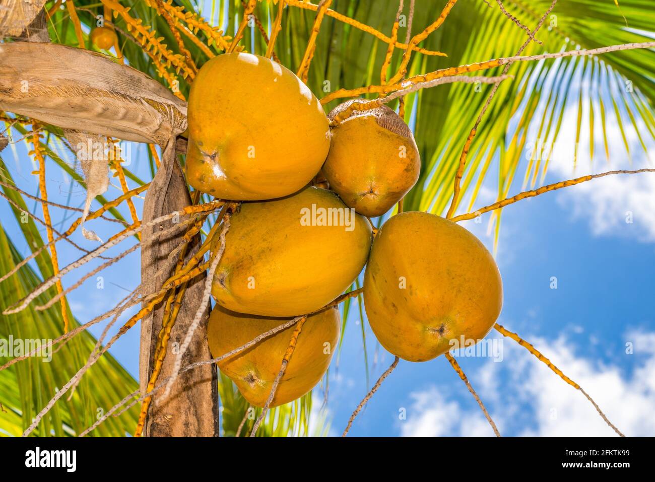 Close up a bunch of yellow coconuts on tree, Mauritius Stock Photo - Alamy
