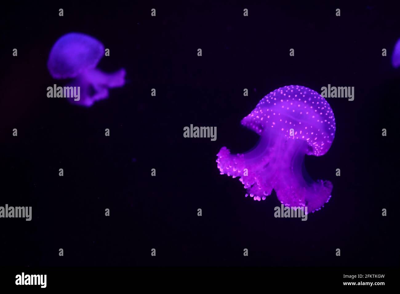 Bright jellyfish floating in a tank at the National Aquarium in Malta ...