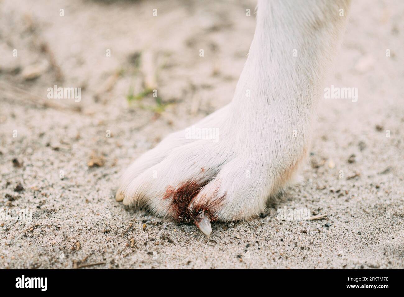 Damaged Claw And Finger In Dog. Dog's Paw Close Up Stock Photo Alamy