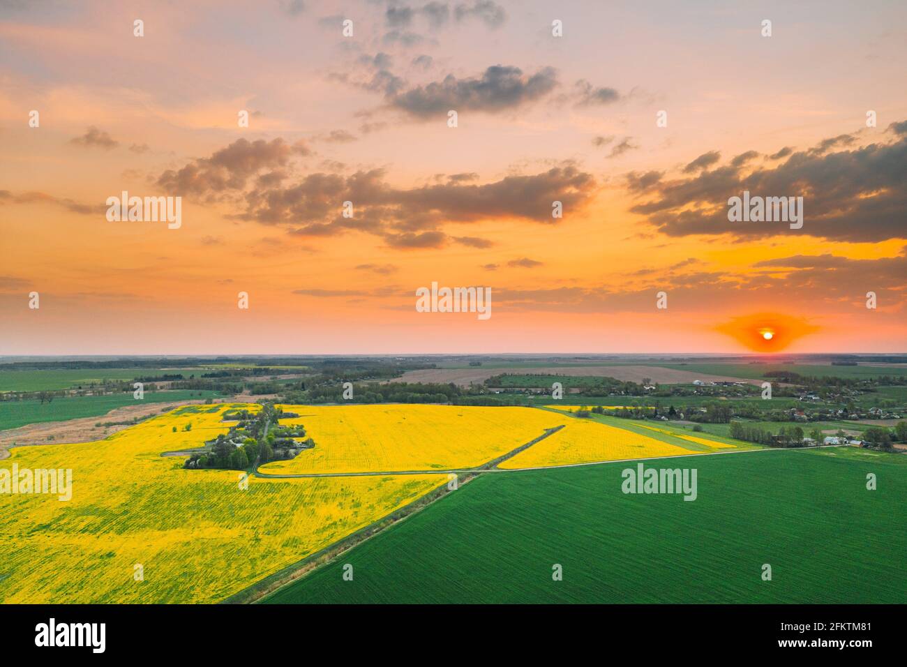 Aerial View Of Green Meadow And Field With Blooming Canola Yellow Flowers. Top View Of Blossom Plant, Rapeseed Meadow Grass Landscape At Sunset Stock Photo