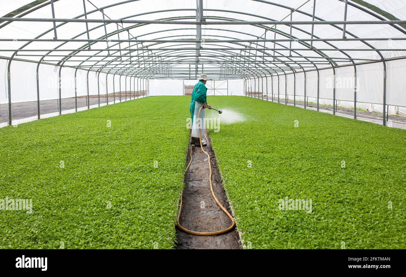 Worker watering tomato seedlings plants at greenhouse. Vegas Altas del Guadiana, Extremadura, Spain. Stock Photo