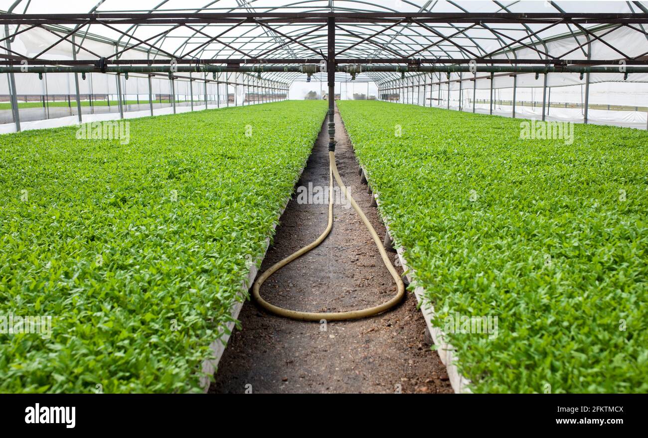 Overhead sprinkler system at tomato seedlings plants of greenhouse. Vegas Altas del Guadiana, Extremadura, Spain. Stock Photo