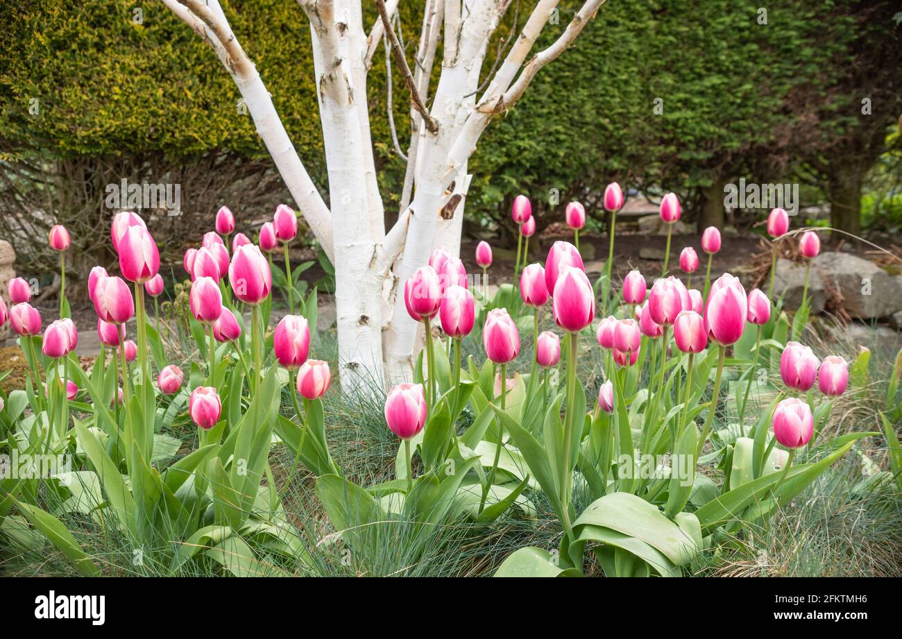 Pink tulips, Betula Jacquemontii and Festuca glauca 'Elijah Blue' Stock Photo