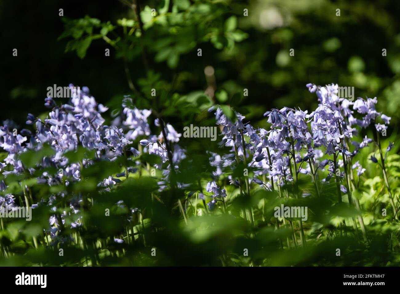 Lyon (France), April 27, 2021. Spring flowers called bluebells or campanula scilla. Stock Photo