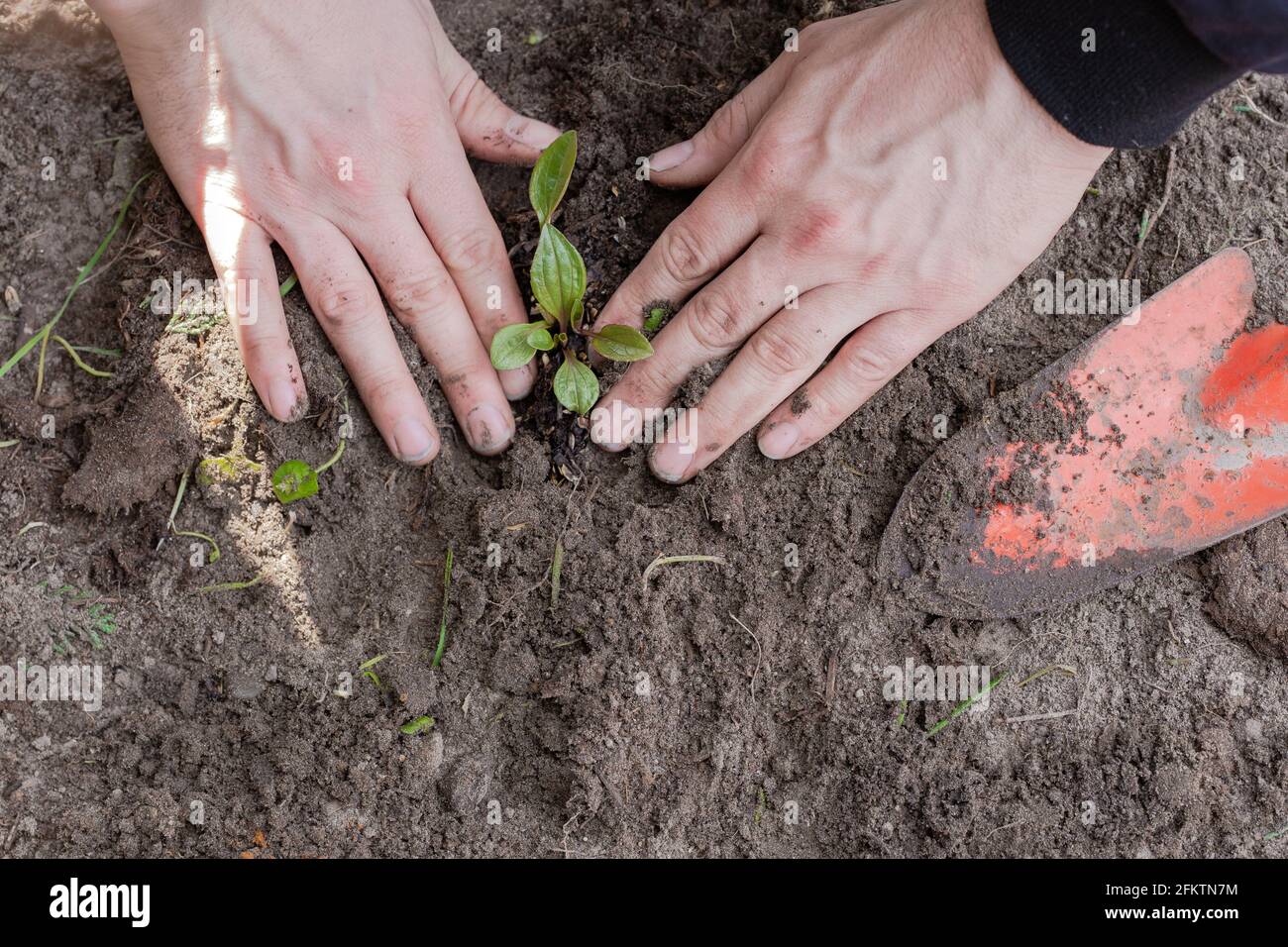 Two man hands planting a young tree or plant while working in the garden, seeding and planting and growing top view, farmers hands care of new life, Stock Photo