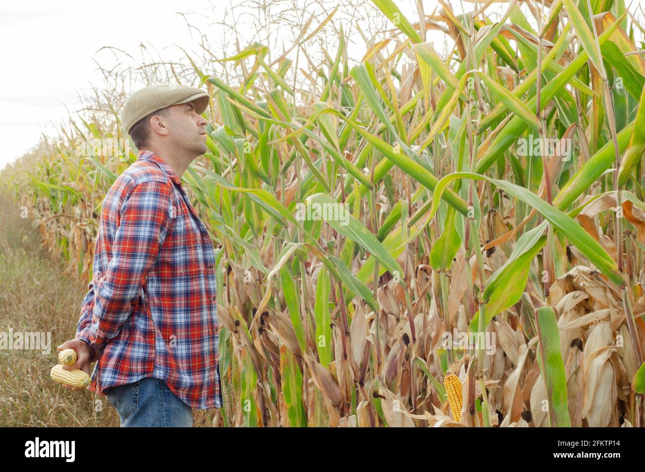 Middle aged caucasian farm worker inspecting corn field summer day. Stock Photo