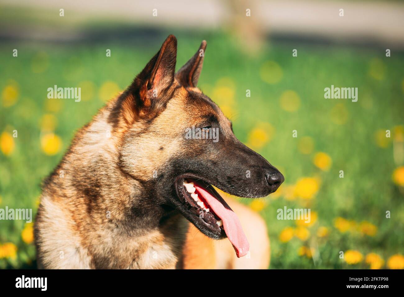 Malinois Dog Sit Outdoors In Grass. Belgian Sheepdog, Shepherd, Belgium, Chien De Berger Belge Dog. Stock Photo