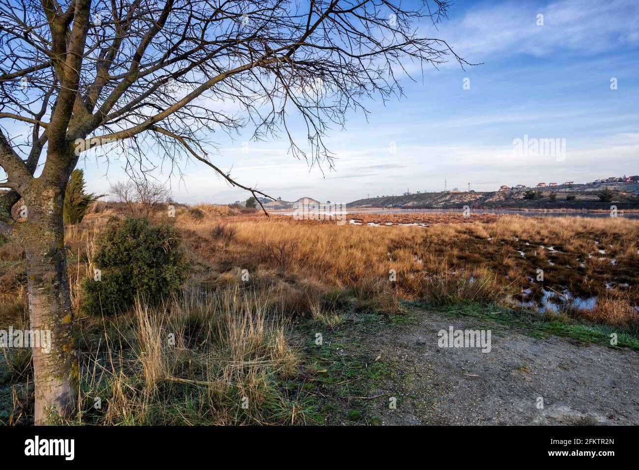 Reed beds at Ontigola lagoon. Aranjuez. Madrid. Spain. Europe Stock