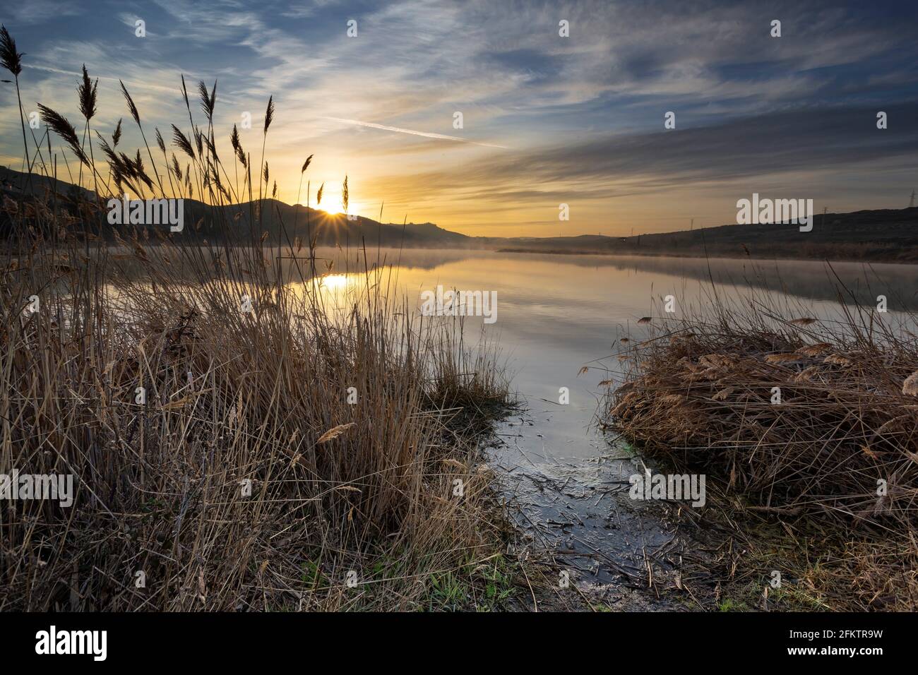 European Reed Beds Reed reed bed hi-res stock photography and images - Alamy