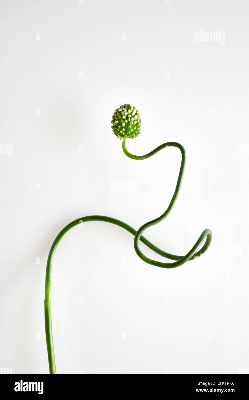 One allium snake ball curled against a white background Stock Photo - Alamy
