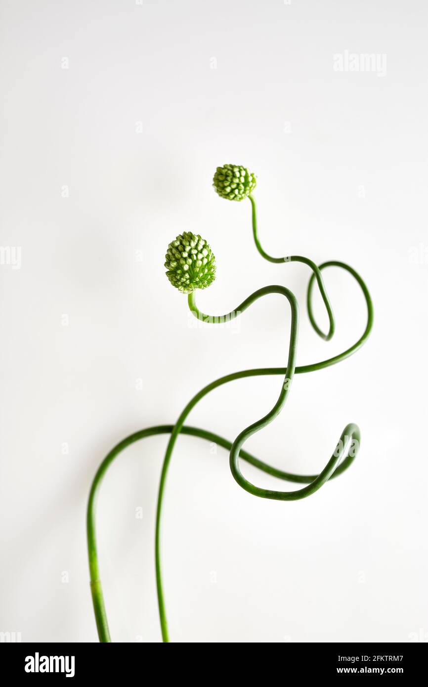 Two allium snake balls intertwined against a white background Stock