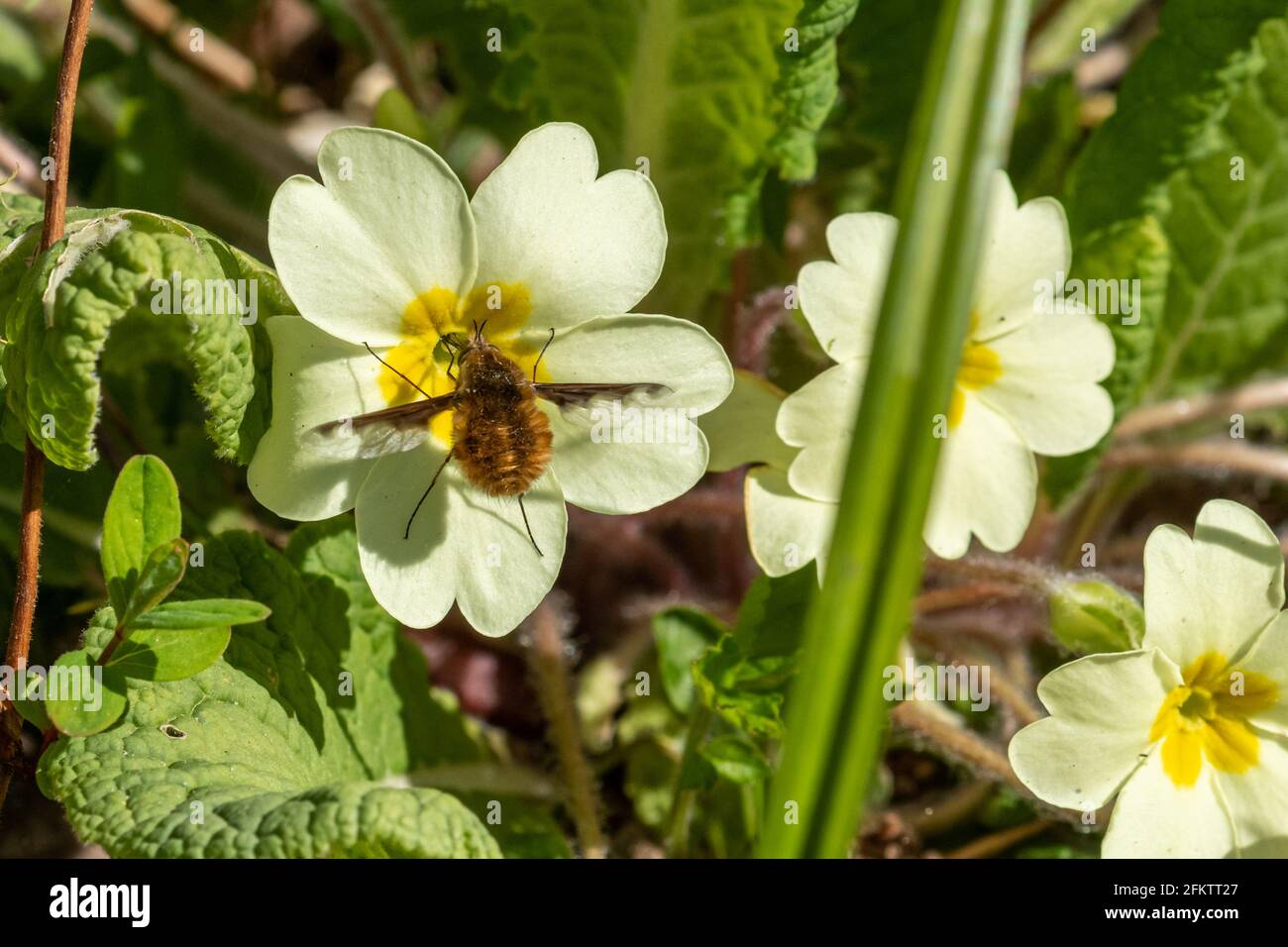 Dark-edged bee-fly (Bombylius major), also called large bee-fly, feeding on nectar from a primrose (Primula vulgaris) during spring, UK Stock Photo