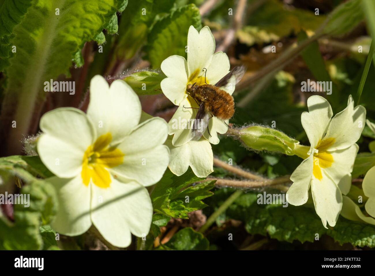 Dark-edged bee-fly (Bombylius major), also called large bee-fly, feeding on nectar from a primrose (Primula vulgaris) during spring, UK Stock Photo