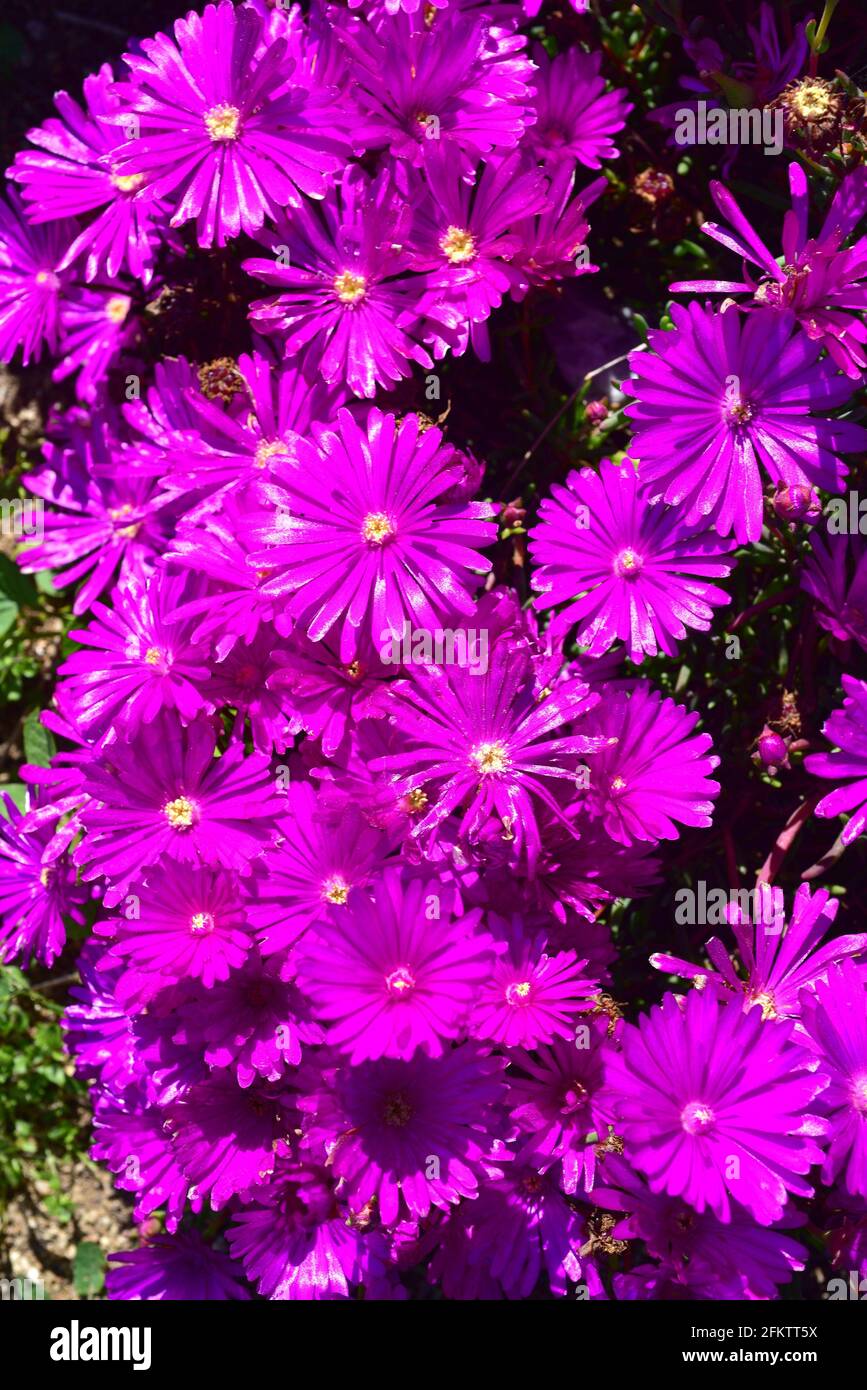 Lampranthus zeyheri is a succulent plant native to South Africa. Stock Photo