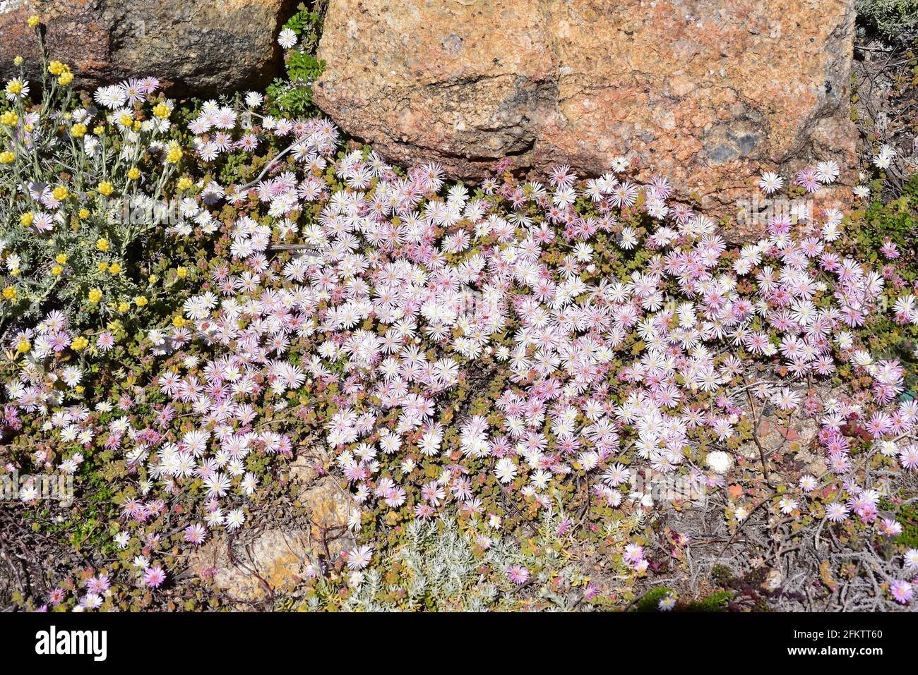 Magic carpet or redondo creeper (Drosanthemum floribundum) is a