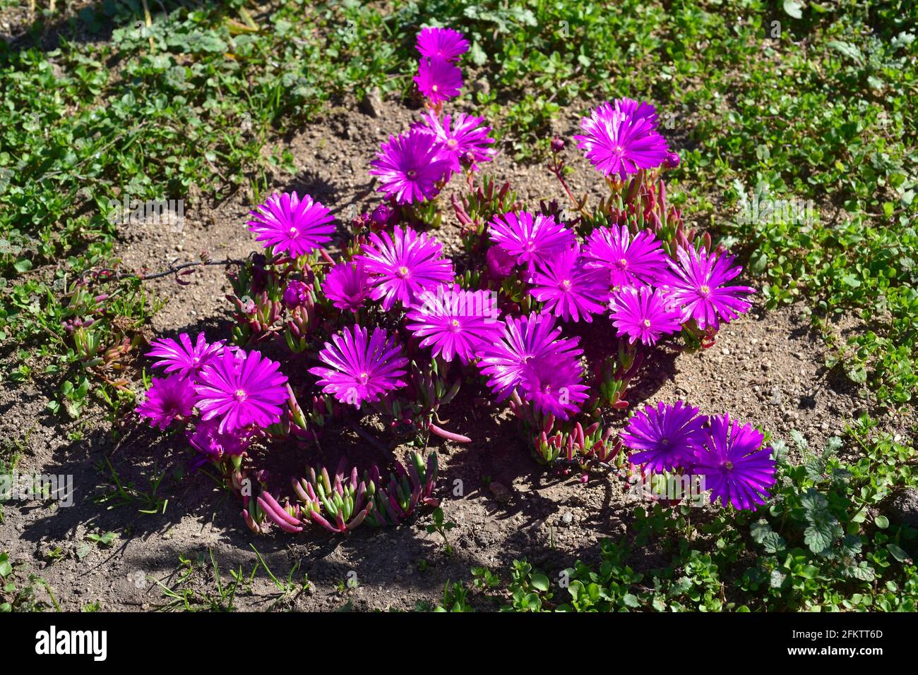 Lampranthus zeyheri is a succulent plant native to South Africa. Stock Photo