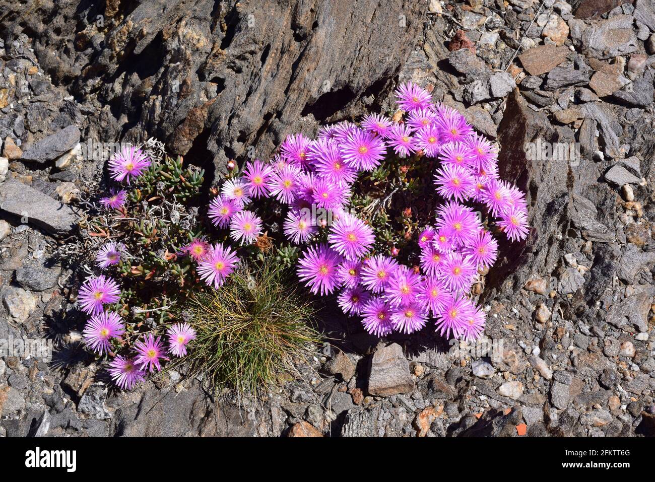 Pink carpet or trailing iceplant (Delosperma cooperi or Mesembryanthemum cooperi) is a creeping succulent plant native to South Africa and Stock Photo