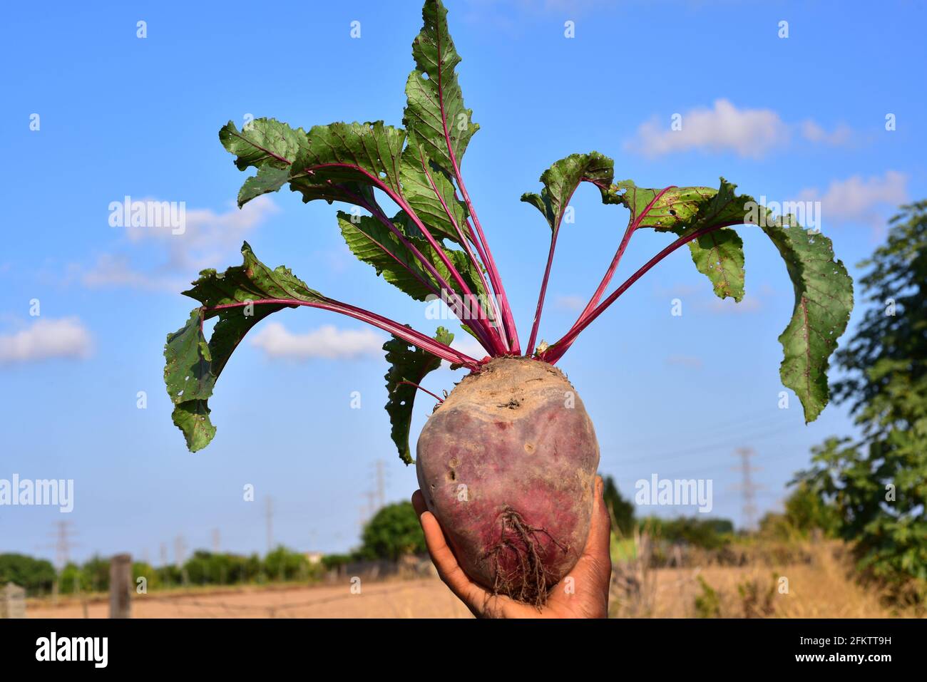 Beetroot (Beta vulgaris vulgaris) is an edible biennial plant native to Europe, northern Africa and western Asia. This photo was taken in Baix Stock Photo