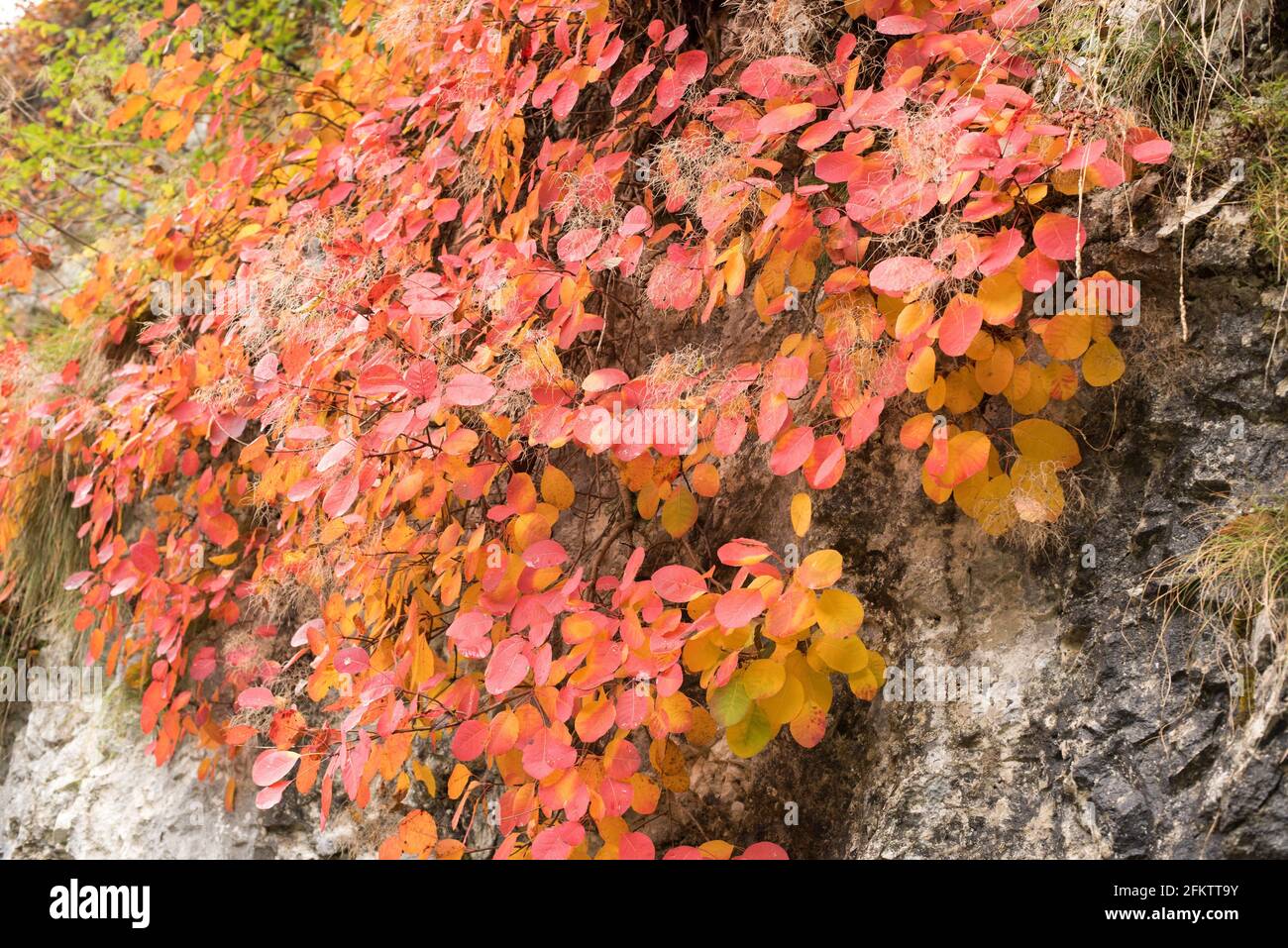 Cotinus coggygria or smoke tree hi-res stock photography and images - Alamy