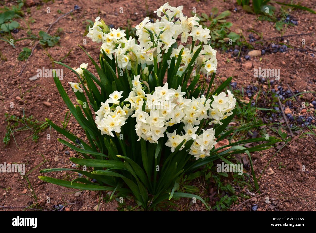 Paperwhite or bunch-flowered narcissus (Narcissus tazetta) is a bulbous perennial plant native to Mediterranean basin and part of Asia. Stock Photo